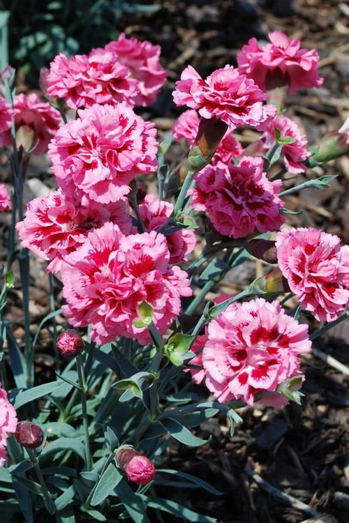 Scent First 'Sugar Plum' Dianthus (Carnation) - 5 Pack Of Quart Pots - Image 4