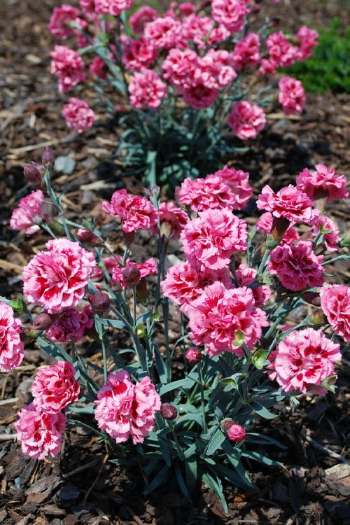 Scent First 'Sugar Plum' Dianthus (Carnation) - 5 Pack Of Quart Pots - Image 5