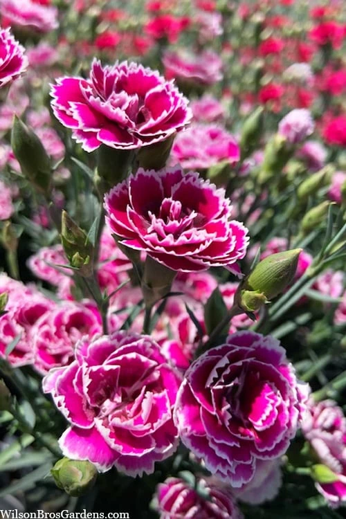 Super Trouper Magenta White Dianthus (Carnation) - 5 Pack Of Quart Pots