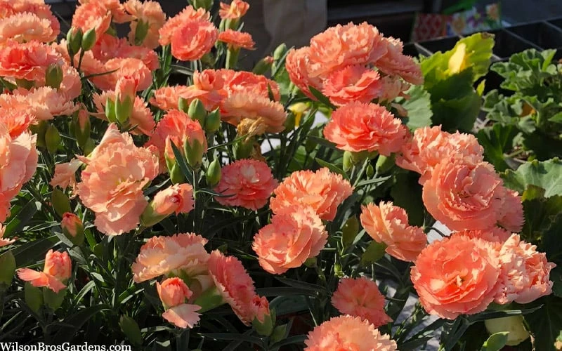 Super Trouper Orange Dianthus (Carnation) - 5 Pack Of Quart Pots - Image 4