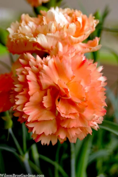 Super Trouper Orange Dianthus (Carnation) - 10 Pack Of Quart Pots - Image 5