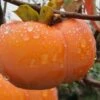 Fuyu Persimmon Tree - 7 Gallon Pot (4-5')