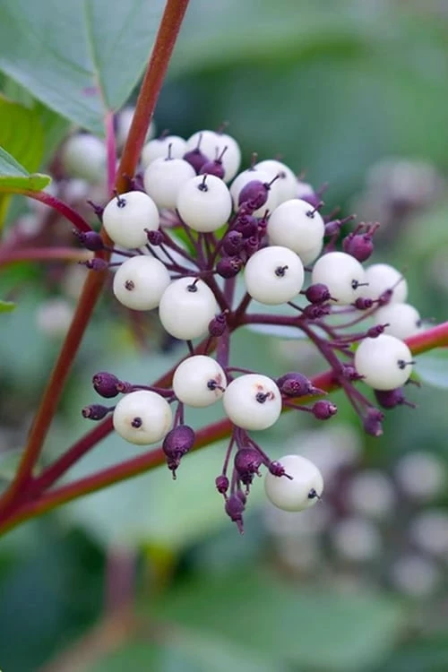 Red Osier Red Twig Dogwood (Cornus Sericea) - 3 Gallon Pot - Image 7