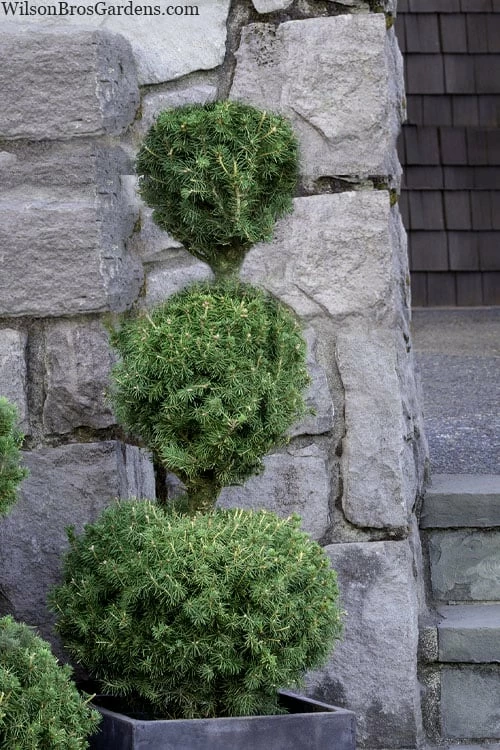 Poodle Tier Dwarf Alberta Spruce Topiary - 2 Gallon Pot
