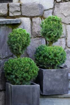 Poodle Tier Dwarf Alberta Spruce Topiary (2-Ball) - 2 Gallon Pot