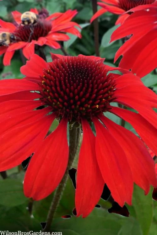 Panama Red Coneflower (Echinacea) - 1 Gallon Pot