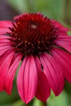 Sombrero Baja Burgundy Coneflower (Echinacea) - 1 Gallon Pot