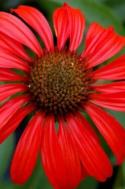 Tomato Soup Coneflower (Echinacea) - 1 Gallon Pot