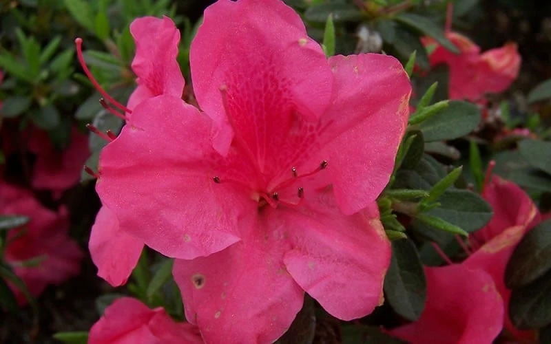 Autumn Carnival Encore Azalea - 2 Gallon Pot - Image 4