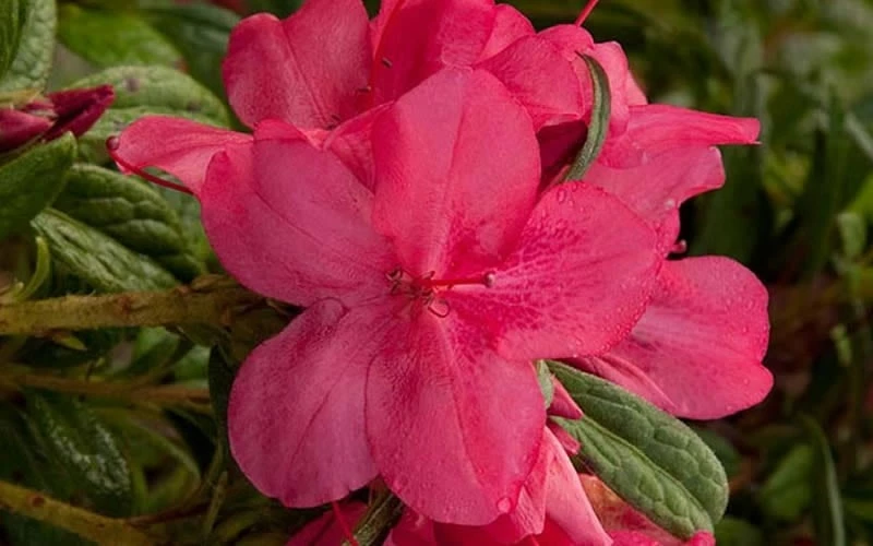 Autumn Jewel Encore Azalea - 2 Gallon Pot - Image 4