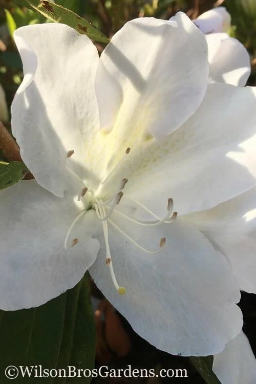 Autumn Lily Encore Azalea - 6 Pack Of 1 Gallon Pots