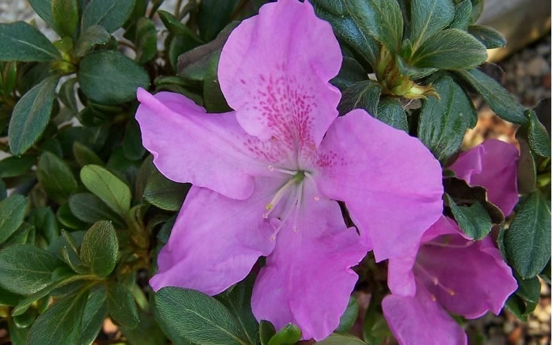 Autumn Lilac Encore Azalea - 2 Gallon Pot - Image 5