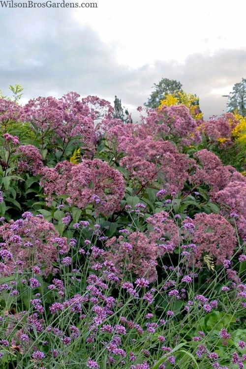 Queen Of The Prairie Hollow Stem Joe Pye Weed - 6 Pack Of 1 Gallon Pots - Image 4
