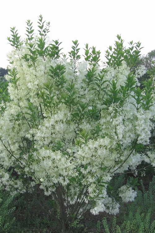 Grancy Graybeard - White Fringe Tree - 3 Gallon Pot - Image 7