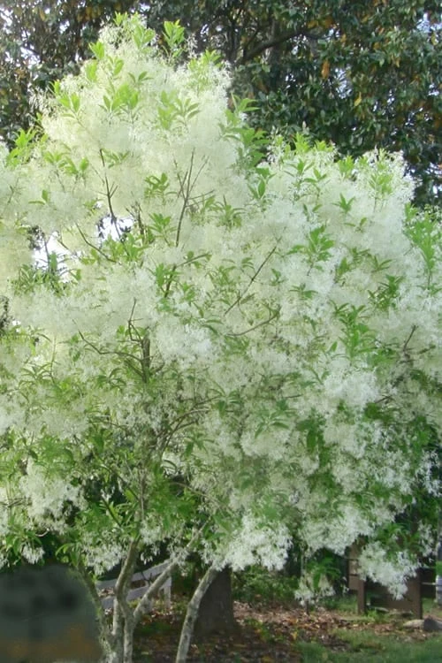 Grancy Graybeard - White Fringe Tree - 3 Gallon Pot - Image 8