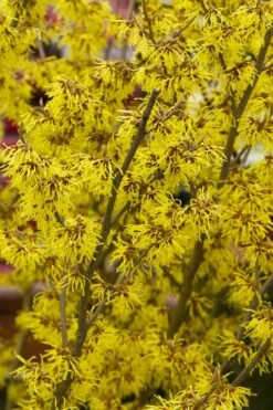 Arnold Promise Witch Hazel - 3 Gallon Pot