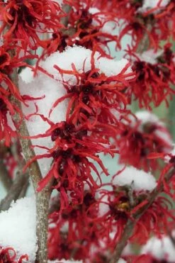 Diane Red Witch Hazel (Hamamelis X Intermedia) - 7 Gallon Pot