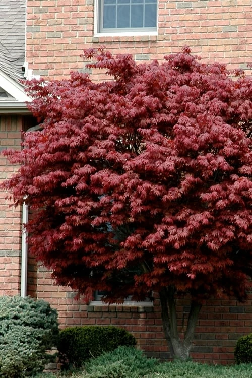 Bloodgood Red Leaf Japanese Maple - 5 Gallon Pot (6-7')