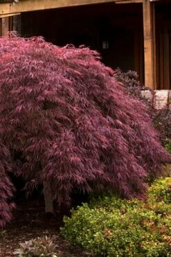Crimson Queen Dwarf Japanese Maple (High Graft Tree Form) - 1 Gallon Pot