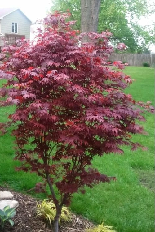 Fireglow Red Leaf Japanese Maple - 2 Gallon Pot - Image 5