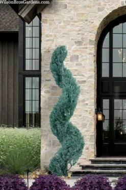 Spiral 'Witchita Blue' Juniper Topiary - 5 Gallon Pot