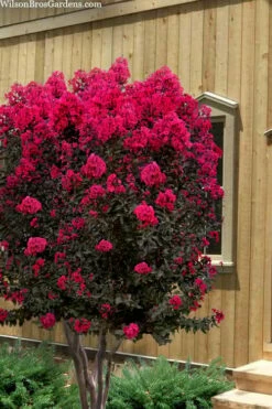 Black Diamond 'Mystic Magenta' Crape Myrtle - 2 Gallon Pot