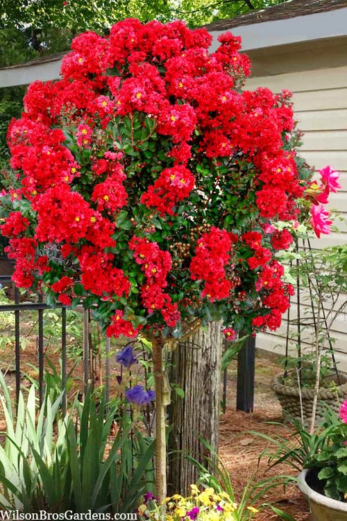 Enduring Summer Red Crape Myrtle Tree (Single Trunk) - 7 Gallon Pot