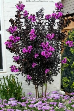 Black Diamond 'Purely Purple' Crape Myrtle - 2 Gallon Pot