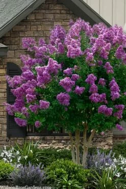 Twilight Purple Crape Myrtle - 3 Gallon Pot