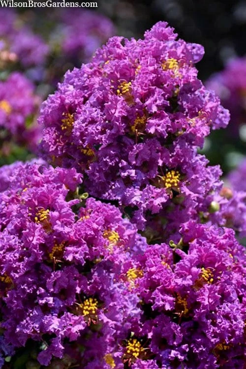 Purple Magic Crape Myrtle Tree (Multi Trunk) - 7 Gallon Pot - Image 4