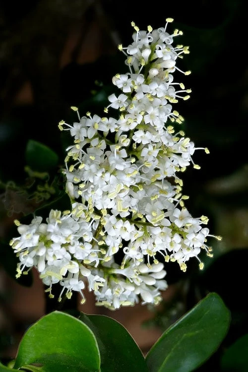 Waxleaf Ligustrum - 6 Pack Of 1 Gallon Pots - Image 6