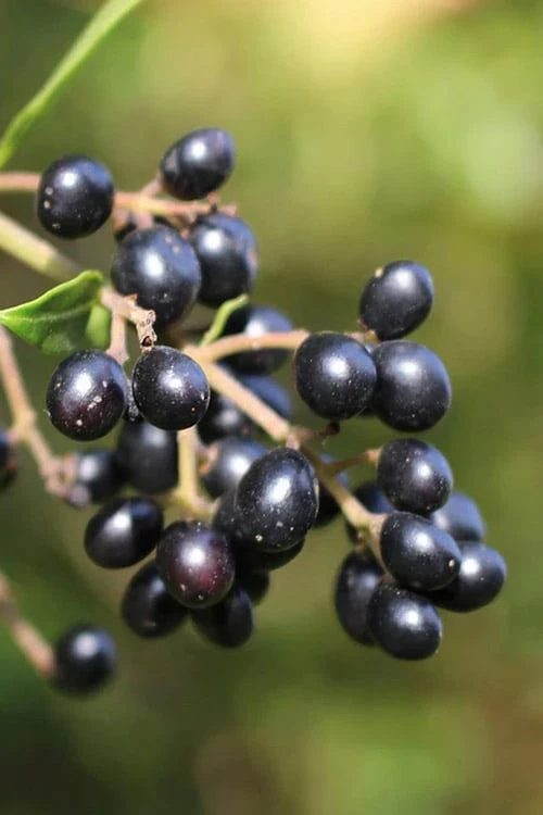 Waxleaf Ligustrum - 6 Pack Of 1 Gallon Pots - Image 10