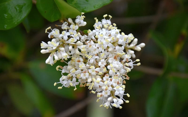 Waxleaf Ligustrum - 6 Pack Of 1 Gallon Pots - Image 11