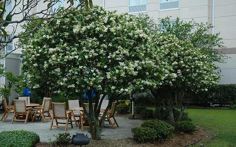 Waxleaf Ligustrum - 6 Pack Of 1 Gallon Pots - Image 7