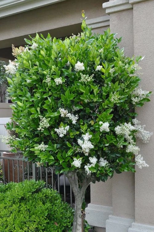 Waxleaf Ligustrum - 6 Pack Of 1 Gallon Pots - Image 4