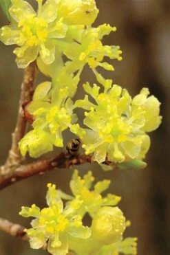 Spicebush (Lindera Benzoin) - 1 Gallon Pot
