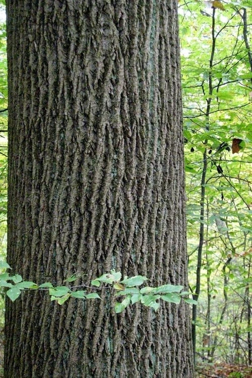 Tulip Poplar Tree (Liriodendron Tulipifera) - 3 Pack Of 1.5 Quart Pots - Image 10