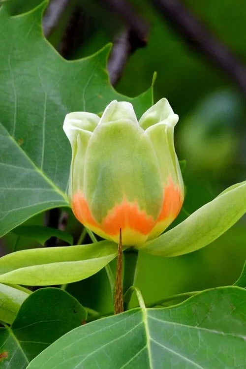 Tulip Poplar Tree (Liriodendron Tulipifera) - 3 Pack Of 1.5 Quart Pots - Image 7