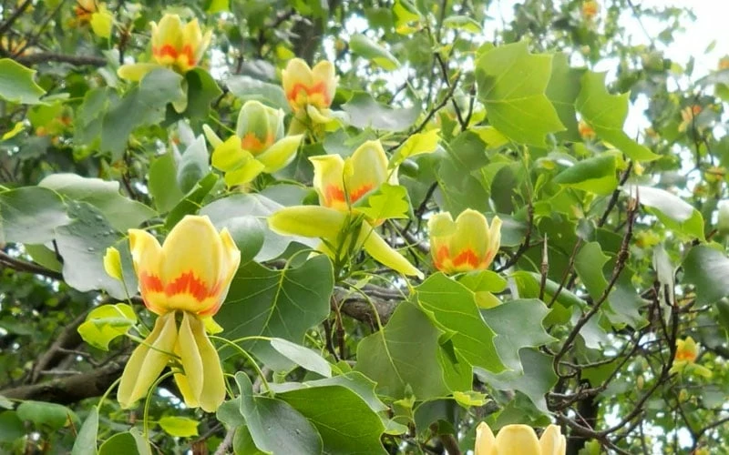 Tulip Poplar Tree (Liriodendron Tulipifera) - 3 Pack Of 1.5 Quart Pots - Image 8