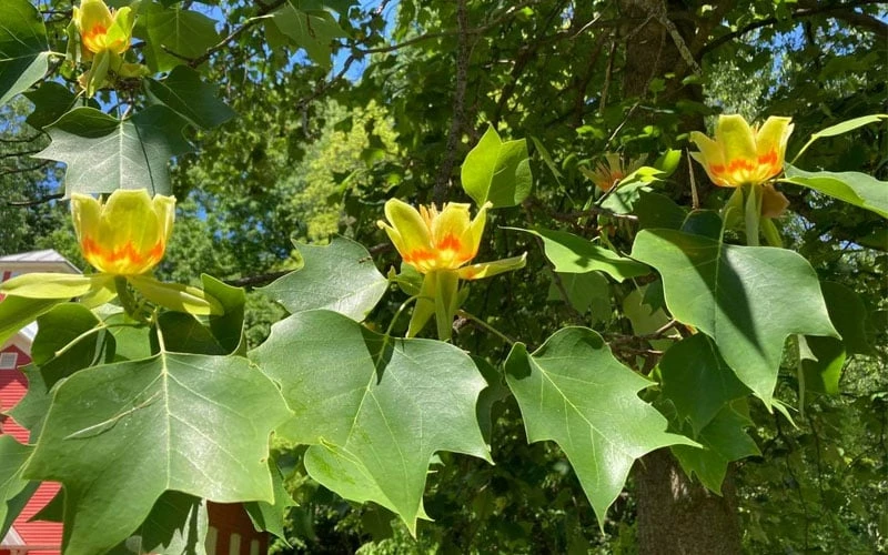 Tulip Poplar Tree (Liriodendron Tulipifera) - 3 Pack Of 1.5 Quart Pots - Image 9