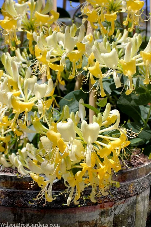 Scentsation Fragrant Yellow Honeysuckle - Lonicera Periclymenum - 3 Gallon Pot - Image 6