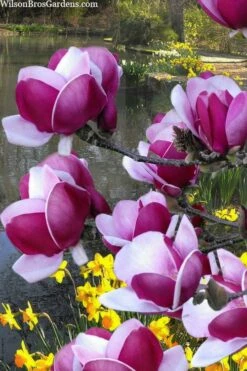 Cameo Magnolia Tulip Tree - 5 Gallon Pot