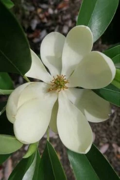 Green Shadow Sweetbay Magnolia Tree (Magnolia Virginiana) - 3 Gallon Pot (4-5')