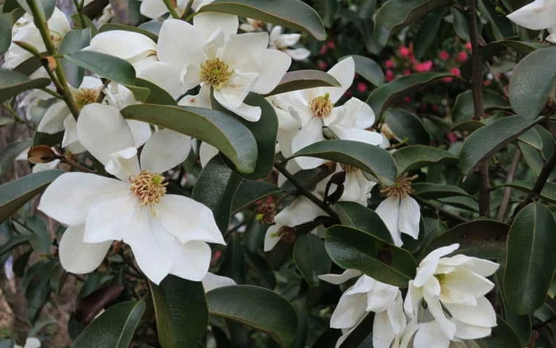 Eternal Spring Magnolia - 3 Gallon Pot - Image 5