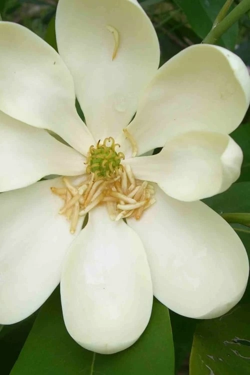 Moonglow Sweetbay Magnolia Tree (Magnolia Virginiana 'Jim Wilson') - 7 Gallon Pot (3-4') - Image 6