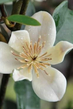 Serendipity Banana Shrub (Magnolia Figo) - 3 Gallon Pot