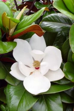 Teddy Bear Dwarf Southern Magnolia - 7 Gallon Pot (2-3')