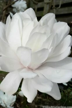 Wildcat Star Magnolia Tree - 3 Gallon Pot