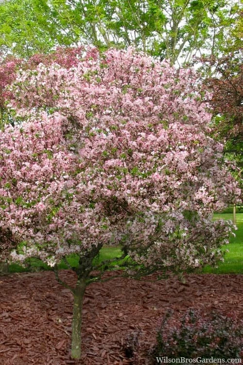 Southern Crabapple (Malus Angustifolia) - 3 Gallon Pot - Image 5
