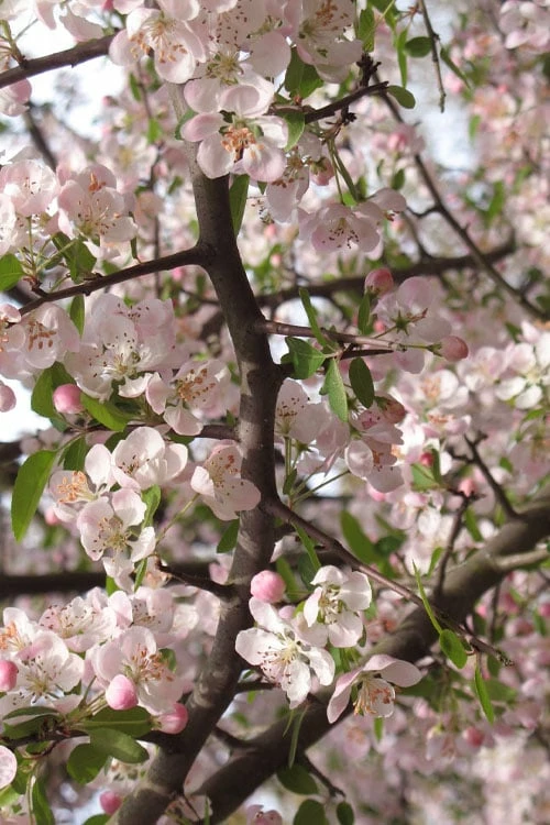 Southern Crabapple (Malus Angustifolia) - 3 Gallon Pot - Image 6